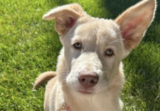Illustration de l'article : Cette chienne à 3 pattes accepte de manger seulement après avoir reçu un baiser de la part de sa nouvelle maman (vidéo)