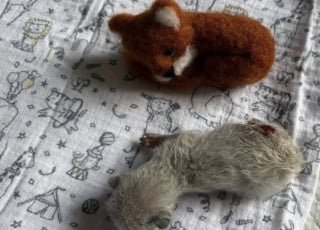 Illustration de l'article : Rejeté à la naissance, ce chaton minuscule impressionne sa bienfaitrice par sa résilience et entame une transformation surprenante