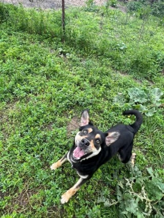 Illustration de l'article : « Un chiot tout petit dans un corps de géant », ce gentil chien autrefois maltraité cherche aujourd’hui l’amour d’un foyer pour toujours (vidéo)