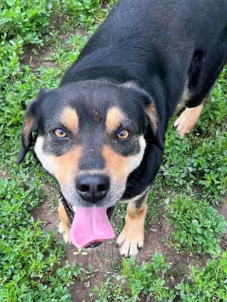 Illustration de l'article : « Un chiot tout petit dans un corps de géant », ce gentil chien autrefois maltraité cherche aujourd’hui l’amour d’un foyer pour toujours (vidéo)