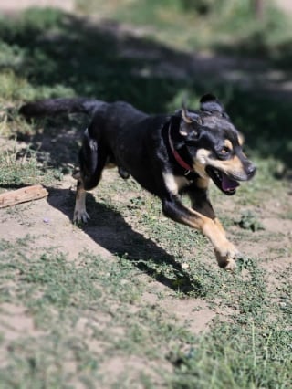 Illustration de l'article : « Un chiot tout petit dans un corps de géant », ce gentil chien autrefois maltraité cherche aujourd’hui l’amour d’un foyer pour toujours (vidéo)
