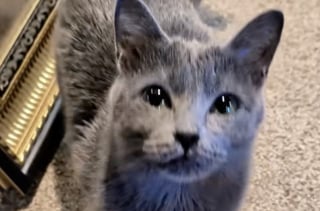 Illustration de l'article : Ce chat a décidé que le moment était venu d’initier son nouveau petit frère à l’escalade (vidéo)