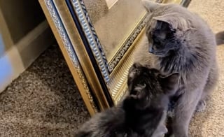 Illustration de l'article : Ce chat a décidé que le moment était venu d’initier son nouveau petit frère à l’escalade (vidéo)