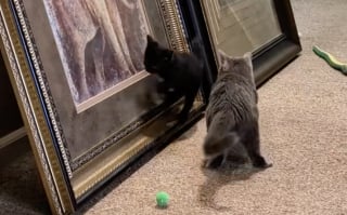 Illustration de l'article : Ce chat a décidé que le moment était venu d’initier son nouveau petit frère à l’escalade (vidéo)