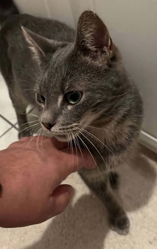 Illustration de l'article : "J’ai ressenti une immense joie", un chat perdu lors d'un voyage en train est retrouvé 10 mois plus tard et 40 km plus loin