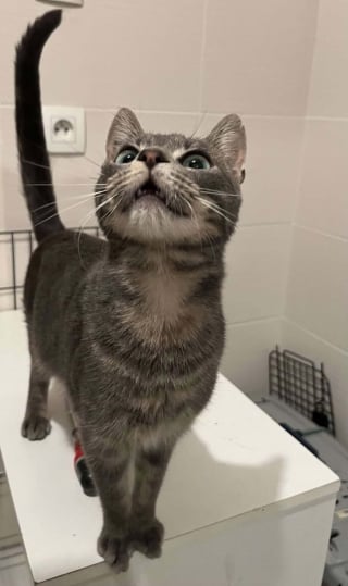 Illustration de l'article : "J’ai ressenti une immense joie", un chat perdu lors d'un voyage en train est retrouvé 10 mois plus tard et 40 km plus loin