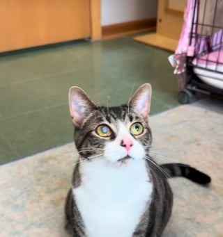 Illustration de l'article : L’œil d’une féline la rend unique, mais fait peur aux adoptants (vidéo)