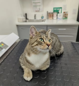 Illustration de l'article : En deuil et refusant d'adopter à nouveau, ce couple voit ses certitudes voler en éclats face à l'audace d'un chat qui a vu leur porte ouverte 