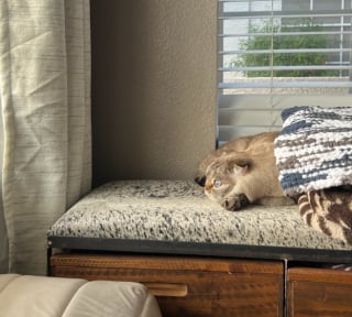 Illustration de l'article : Découvert abandonné au petit matin avec de l'argent et un mot, ce chat Scottish Fold bouleverse le personnel du refuge