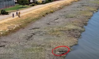Illustration de l'article : « Il était à bout de forces », un drone et un bateau s'unissent pour sortir un chien du canal et le sauver de la noyade