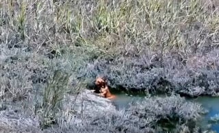 Illustration de l'article : « Il était à bout de forces », un drone et un bateau s'unissent pour sortir un chien du canal et le sauver de la noyade