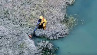 Illustration de l'article : « Il était à bout de forces », un drone et un bateau s'unissent pour sortir un chien du canal et le sauver de la noyade