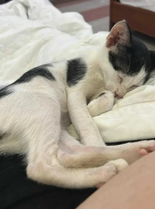 Illustration de l'article : Elle découvre un chat caché dans une décharge sous de la ferraille et annule la suite de son voyage pour tenter de le sauver