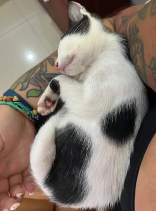 Illustration de l'article : Elle découvre un chat caché dans une décharge sous de la ferraille et annule la suite de son voyage pour tenter de le sauver