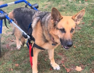 Illustration de l'article : En emmenant sa chienne atteinte de paralysie au parc, elle avait peur de la voir esseulée mais un Husky l'a surprise et émue par son attitude (vidéo)