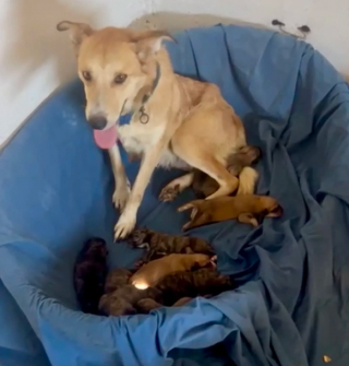 Illustration de l'article : Traquée par des tireurs alors qu'elle était en gestation, cette chienne échappe au pire pour donner la vie en sécurité