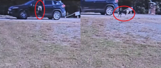 Illustration de l'article : Jeté d’un véhicule par une inconnue affirmant qu'il est errant, un chien retrouve sa famille 3 jours plus tard