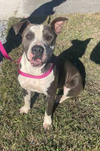 Illustration de l'article : Jeté d’un véhicule par une inconnue affirmant qu'il est errant, un chien retrouve sa famille 3 jours plus tard