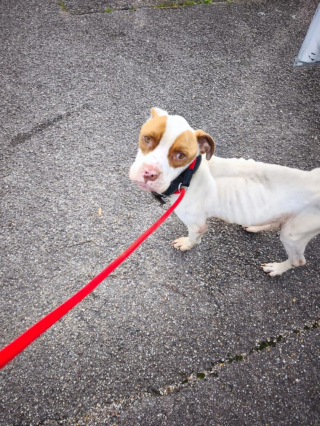 Illustration de l'article : "Une nouvelle belle victoire" pour Alpha, le chien sauvé de la faim et des coups qui vit une seconde chance