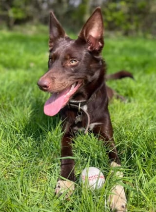 Illustration de l'article : Une chienne devient la mère de substitution d’un porcelet malade (vidéo)