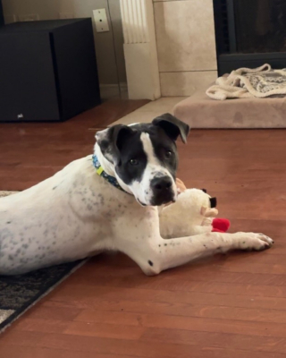 Illustration de l'article : Inconsolable après la perte brutale de son Golden Retriever, cette famille retrouve le sourire grâce à un chien maltraité