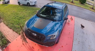 Illustration de l'article : Une promenade matinale vire au cauchemar quand un prédateur attaque un Yorkshire, sauvé in extremis par des voisins héroïques