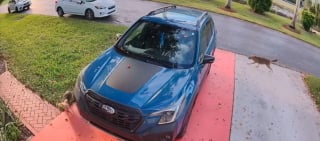 Illustration de l'article : Une promenade matinale vire au cauchemar quand un prédateur attaque un Yorkshire, sauvé in extremis par des voisins héroïques