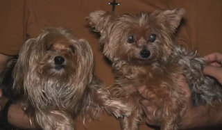 Illustration de l'article : Une promenade matinale vire au cauchemar quand un prédateur attaque un Yorkshire, sauvé in extremis par des voisins héroïques