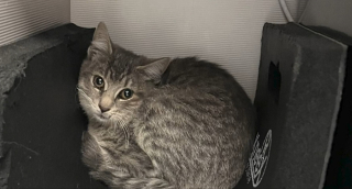 Illustration de l'article : Aidée par la police qui fige le trafic, une femme traverse 3 voies d'une autoroute très fréquentée pour sauver un chaton piégé sur la voie du milieu