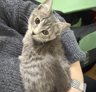 Illustration de l'article : Aidée par la police qui fige le trafic, une femme traverse 3 voies d'une autoroute très fréquentée pour sauver un chaton piégé sur la voie du milieu