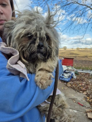 Illustration de l'article : « Ils étaient presque méconnaissables » : plus d’une douzaine de chiens de race retrouvés livrés à eux-mêmes au bord d’une route 