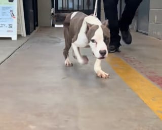 Illustration de l'article : Retrouvé grâce à sa puce, son propriétaire refuse de le reprendre et abandonne une nouvelle fois son chiot aux pattes déformées