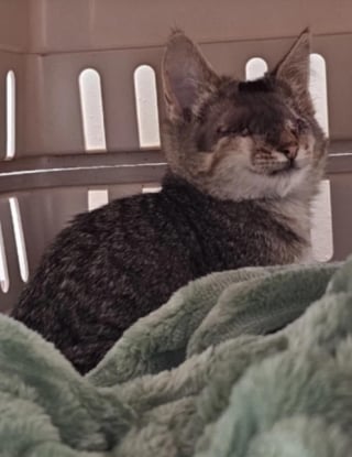 Illustration de l'article : Jugé « bizarre » et rejeté par les visiteurs du refuge, un chat aveugle s'accroche avec espoir à une femme venue adopter un autre animal (vidéo)