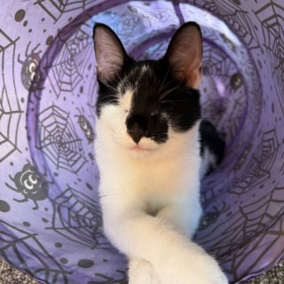 Illustration de l'article : « Le jouet préféré de Louis est l’air », depuis qu'il a appris à sauter, ce chat aveugle enchaîne les bonds avec joie (vidéo)