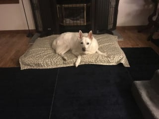 Illustration de l'article : 15 adorables photos de chiens ou de chats partagées par des amoureux de leurs compagnons