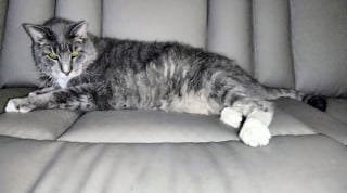 Illustration de l'article : 15 adorables photos de chiens ou de chats partagées par des amoureux de leurs compagnons