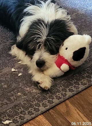 Illustration de l'article : 15 adorables photos de chiens ou de chats partagées par des amoureux de leurs compagnons