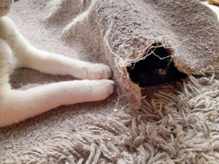 Illustration de l'article : 15 adorables photos de chiens ou de chats partagées par des amoureux de leurs compagnons