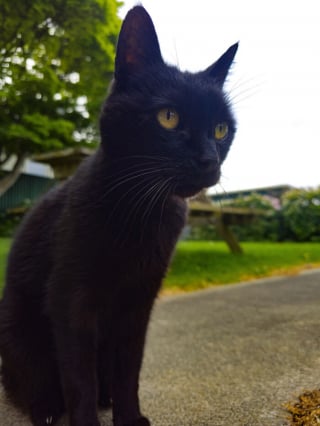 Illustration de l'article : 15 adorables photos de chiens ou de chats partagées par des amoureux de leurs compagnons