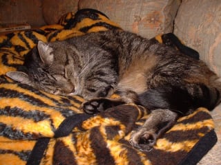 Illustration de l'article : 15 adorables photos de chiens ou de chats partagées par des amoureux de leurs compagnons