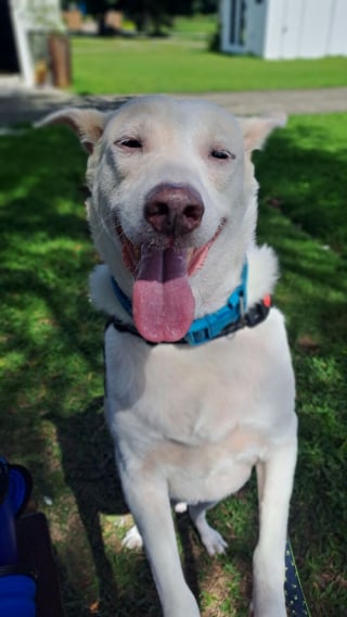 Illustration de l'article : 15 adorables photos de chiens ou de chats partagées par des amoureux de leurs compagnons