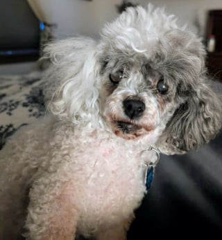 Illustration de l'article : 15 adorables photos de chiens ou de chats partagées par des amoureux de leurs compagnons