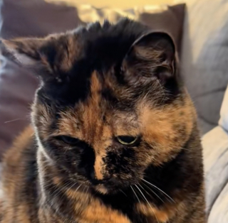 Illustration de l'article : Un couple adopte 2 vieux chats délaissés au refuge et partage son expérience pour inspirer les futurs adoptants (vidéo)