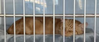 Illustration de l'article : Après un retour douloureux au refuge, ces 2 chats découvrent la nouvelle chance qui se présente à eux (vidéo)