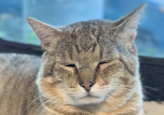 Illustration de l'article : Après un retour douloureux au refuge, ces 2 chats découvrent la nouvelle chance qui se présente à eux (vidéo)