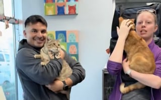 Illustration de l'article : Après un retour douloureux au refuge, ces 2 chats découvrent la nouvelle chance qui se présente à eux (vidéo)