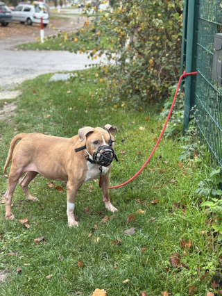 Illustration de l'article : Les bénévoles d'un refuge se disent écoeurés après l'abandon d'un chien par son maître l'ayant attaché au portail de l'établissement