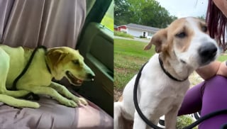 Illustration de l'article : Abandonné car aveugle, ce chien attend l'hypothétique retour de sa famille jusqu'à l'intervention d'une association