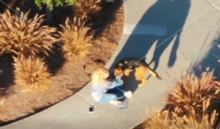 Illustration de l'article : Inquiète pour sa chienne en fugue et pétrie de panique, une femme place ses ultimes espoirs entre les mains d'un télépilote de drone (vidéo)