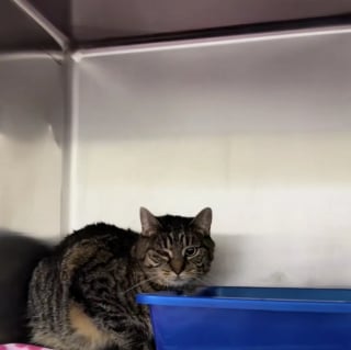 Illustration de l'article : "Tout ce qu'elle veut, c'est disparaître et retrouver son ancienne vie", une chatte brisée par son retour au refuge renoue avec le bonheur au bout de quelques jours